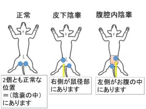 精巣の位置がおかしい